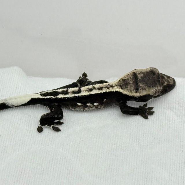 아잔틱 쿼드 핀스트라이프 화이트포트홀