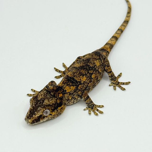 오렌지 블로치드 레티큘