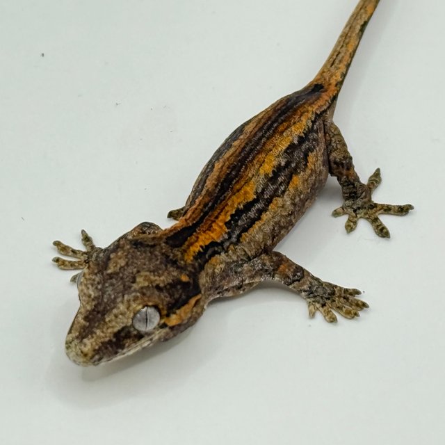 레드 오렌지 베이컨 스트라이프