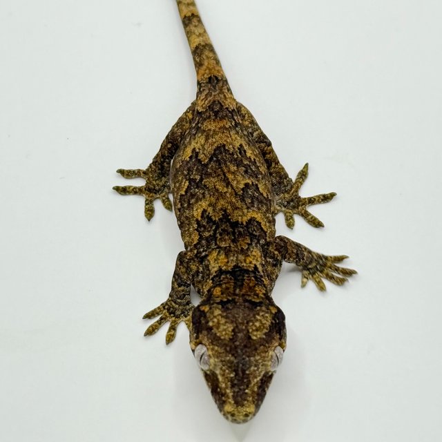 블로치드 스켈레톤 레티큘