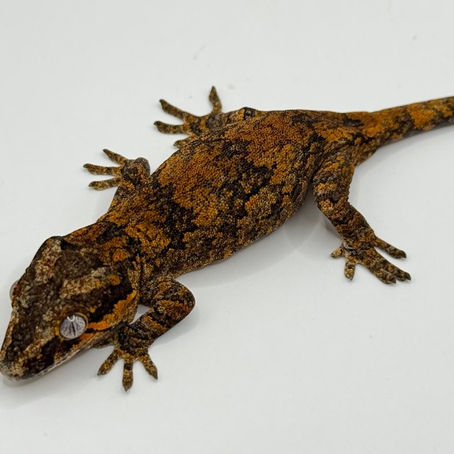 오렌지 블로치드 스켈레톤 레티큘