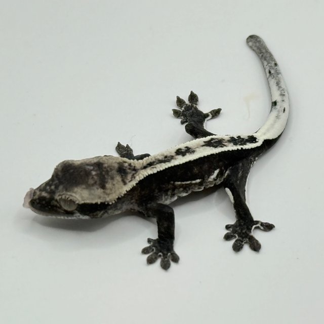 아잔틱 풀핀 쿼드 핀스트라이프 화이트포트홀