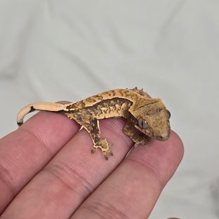 노멀