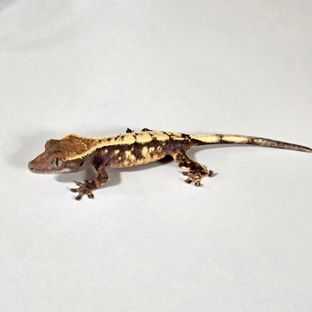화이트 크라운 세이블