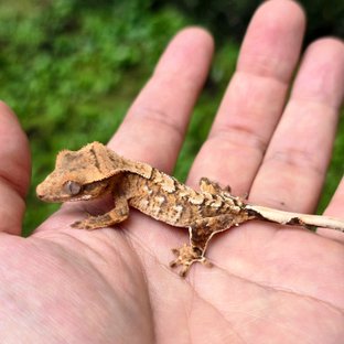 노멀 익스트림할리퀸 텐저린