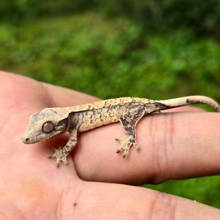 노멀 화이트스팟 익스트림할리퀸