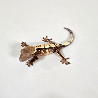 세이블