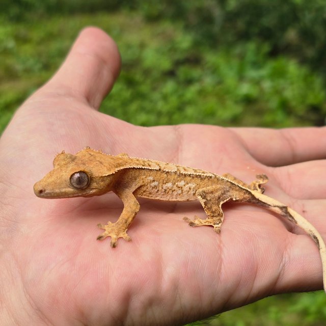 노멀 크림시클 옐로우