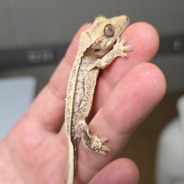 노멀 풀핀 쿼드