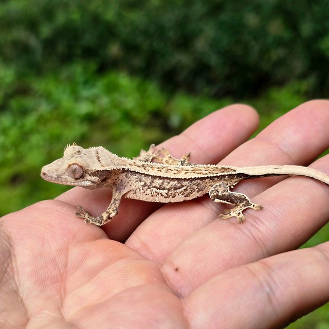 노멀 풀핀 쿼드