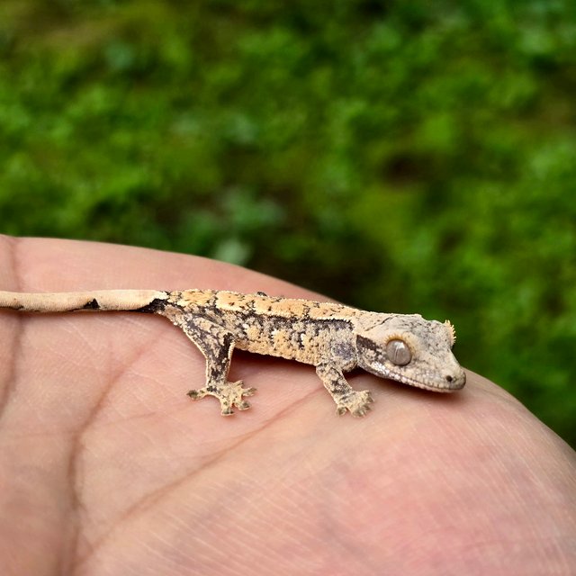 노멀 화이트스팟 익스트림할리퀸