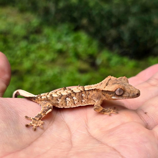 노멀 익스트림할리퀸 텐저린