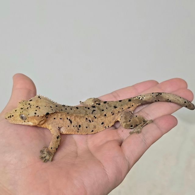 슈퍼달마시안