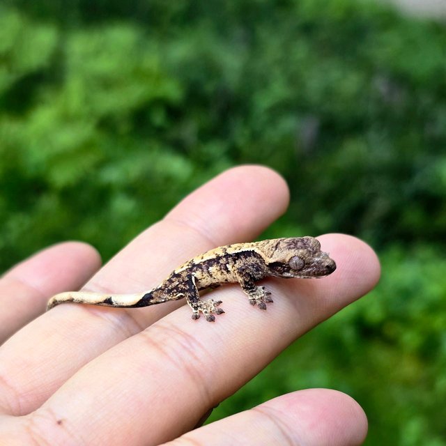 노멀 화이트스팟 익스트림할리퀸