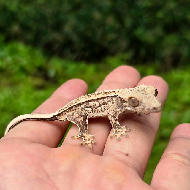 노멀 풀핀 쿼드