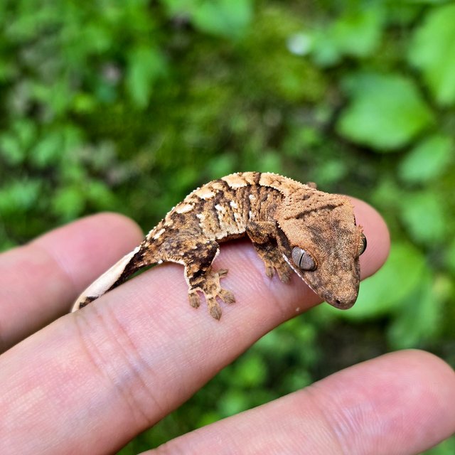 노멀 익스트림할리퀸 텐저린