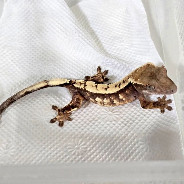 세이블 화이트핀