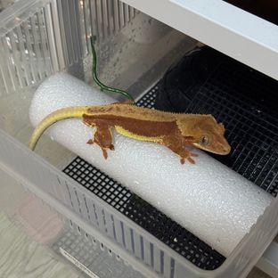 레드 팬텀 릴리화이트