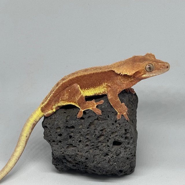 레드 팬텀 릴리화이트