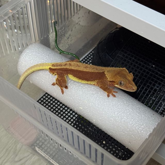 레드 팬텀 릴리화이트