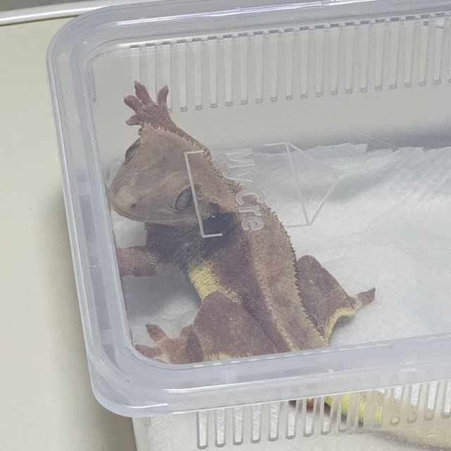 레드 팬텀 릴리화이트