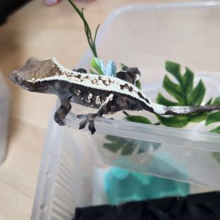 세이블