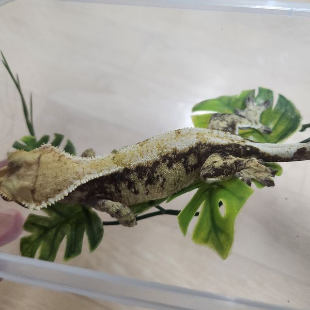노멀