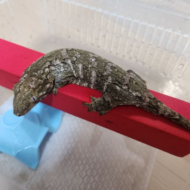 브로쓰