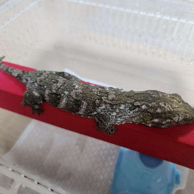 브로쓰