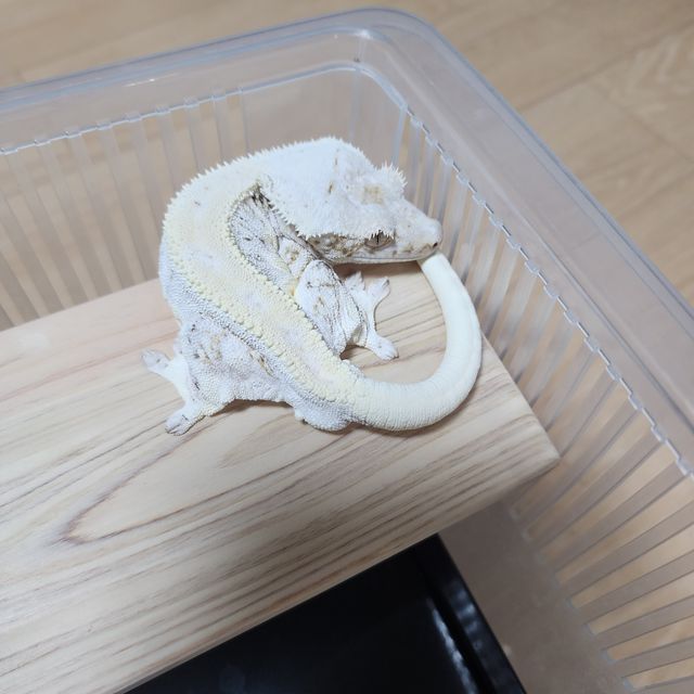 릴리화이트