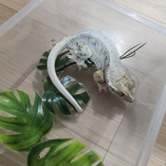 릴리화이트