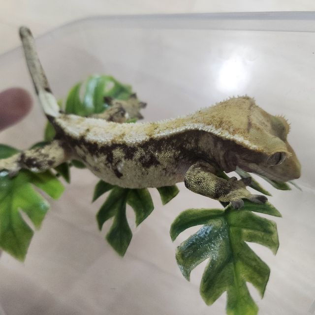 노멀