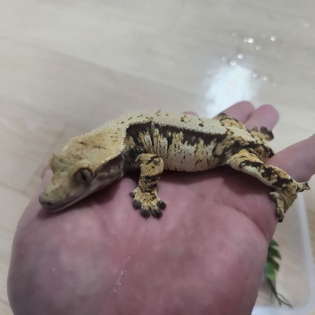 노멀 트라이
