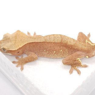 레드 바이 화이트포트홀