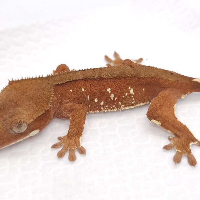 레드 바이 화이트포트홀