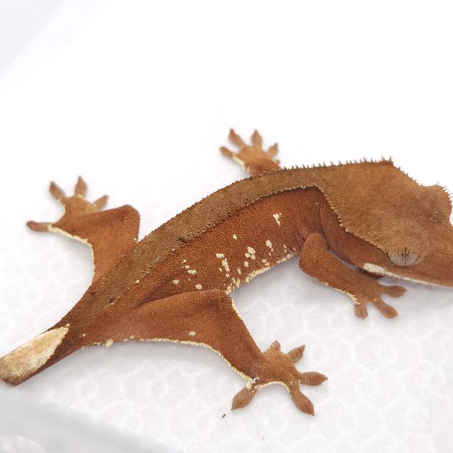 레드 바이 화이트포트홀