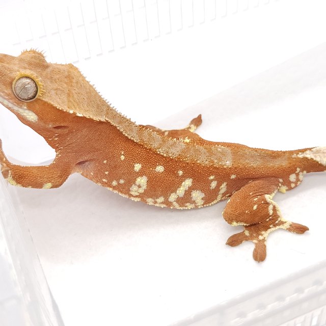 레드 바이 화이트포트홀