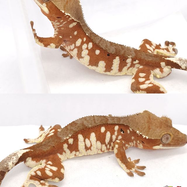 레드 바이 화이트포트홀 화이트스팟