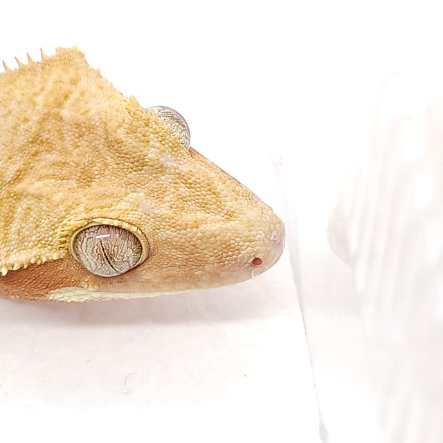 레드 바이 화이트포트홀