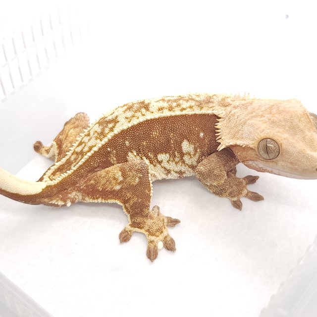 노멀 레드 풀핀