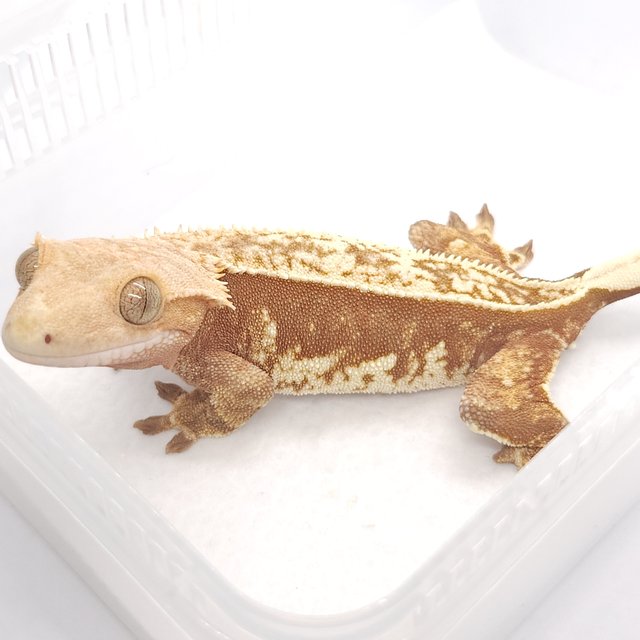 노멀 레드 풀핀