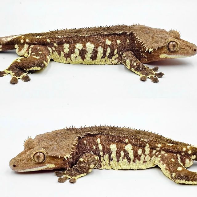 레드 바이 화이트포트홀 화이트스팟