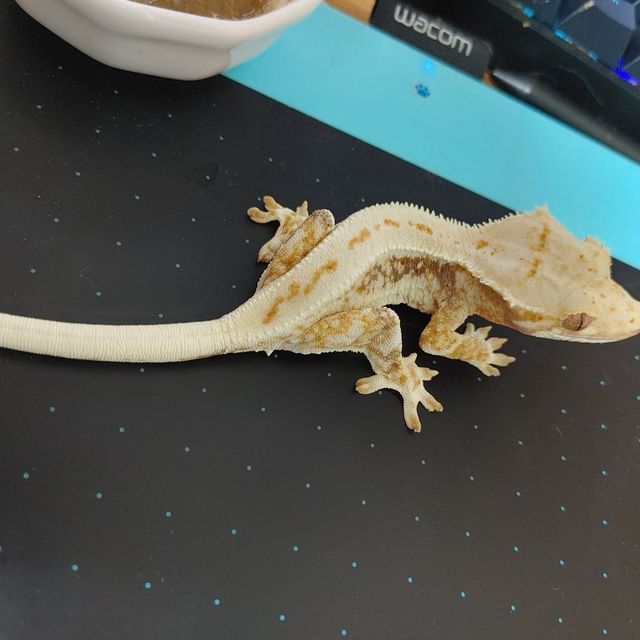 릴리화이트 트라이