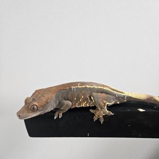 카푸치노 트라이