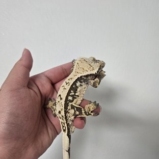 노멀 핀스트라이프 화이트스팟 익스트림할리퀸