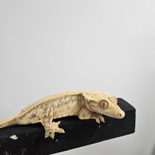 노멀 솔리드백 핀스트라이프 쿼드