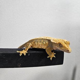 노멀 트라이 핀스트라이프 쿼드