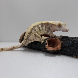 노멀 화이트스팟 할리퀸