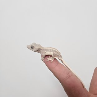 릴리화이트 솔리드백