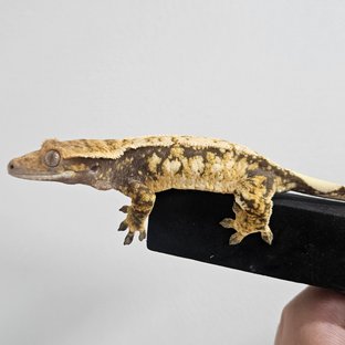 노멀 트라이 익스트림할리퀸